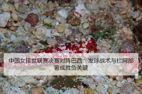 zhong-guo-nv-pai-shi-lian-sai-jue-sai-dui-zhen-ba-xi-fa-qiu-zhan-shu-yu-lan-wang-bu-shu-cheng-sheng-fu-guan-jian-3-554.jpg